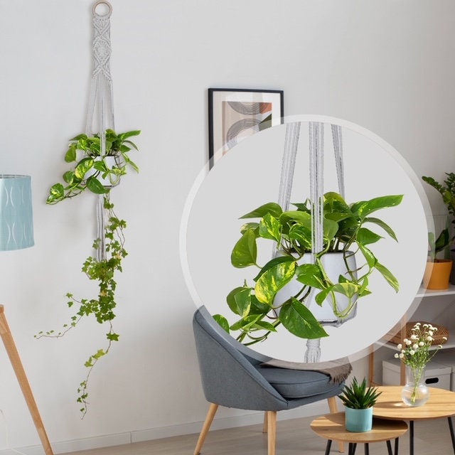 Macrame Kit for Beginners | 4-in-1 Macrame | Macrame Wall Decor w/ Cord, Beads & Wooden Rings | Macrame Plant Hanger Kit | Macrame Supplies